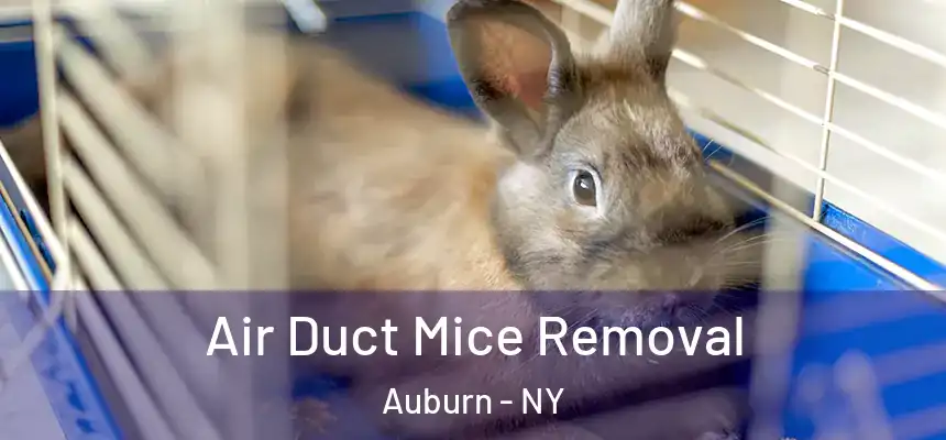 Air Duct Mice Removal Auburn - NY