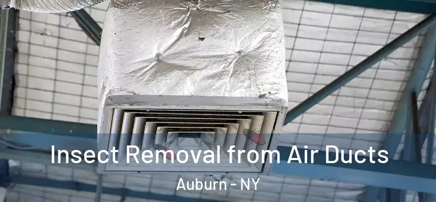 Insect Removal from Air Ducts Auburn - NY