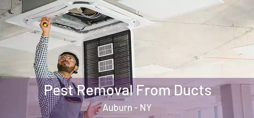  Pest Removal From Ducts Auburn - NY
