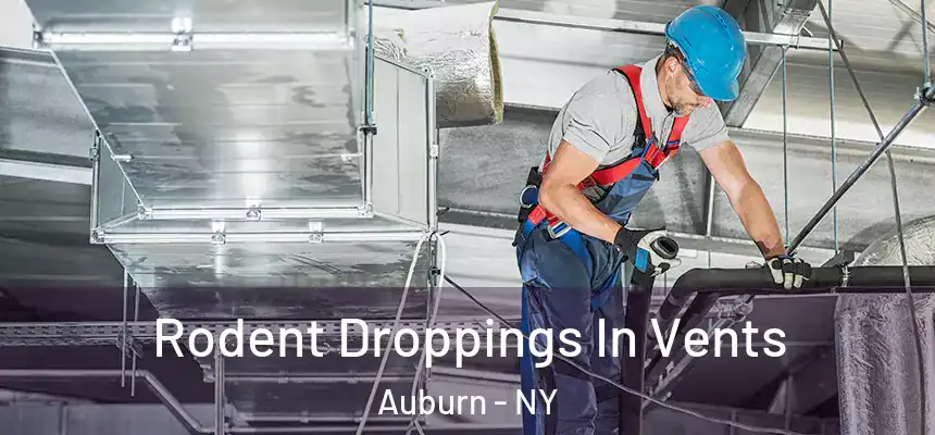 Rodent Droppings In Vents Auburn - NY